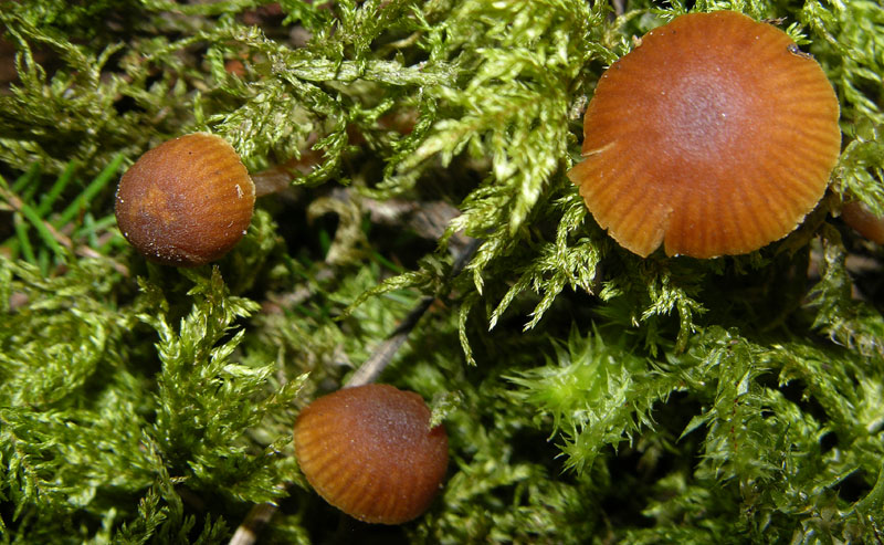 Galerina da deteminare n�11.